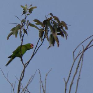 Unknown Species
