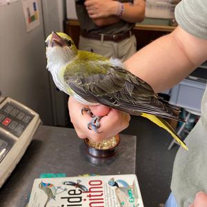 Eurasian Golden Oriole