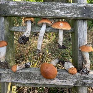 Orange Birch Bolete