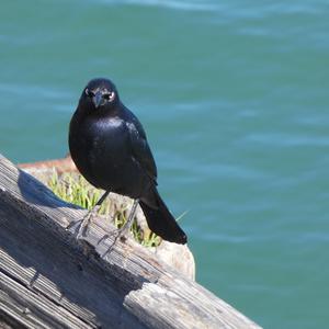 Unknown Species