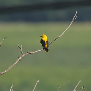 Eurasian Golden Oriole