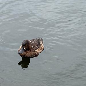 Unknown Species