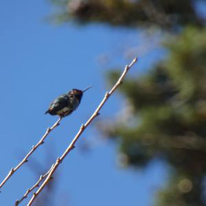 Unknown Species