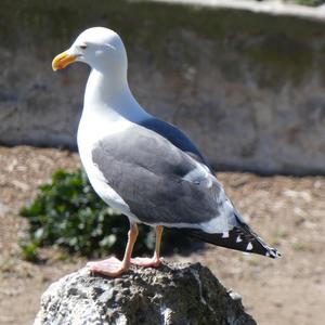 Unknown Species