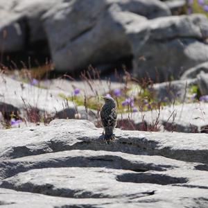Alpine Accentor