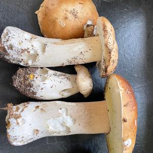 King Bolete