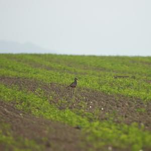 Eurasian Dotterel