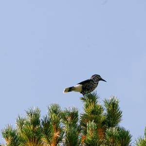 Unknown Species