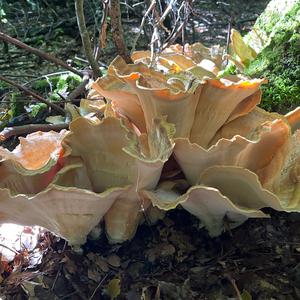 Black-staining Polypore