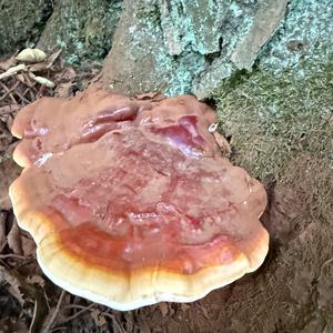 Shining Ganoderma
