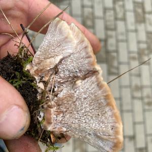 Schweinsohr