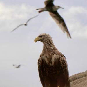White-tailed Eagle