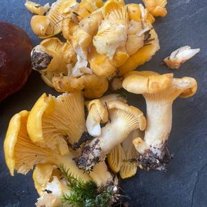Chanterelle, Common