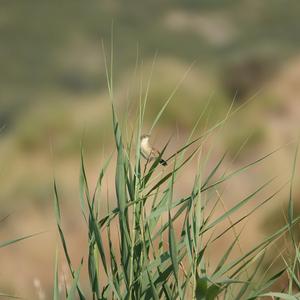 Zitting Cisticola
