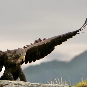 White-tailed Eagle