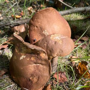 Unknown Species