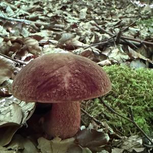 Dotted-stem Bolete