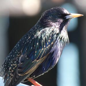 Common Starling