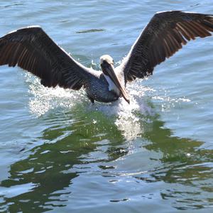 Brown Pelican