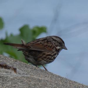 Unknown Species