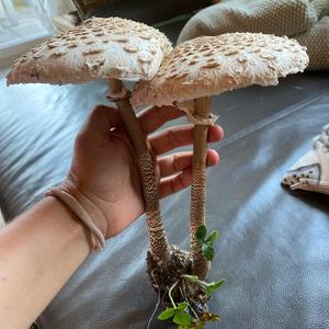 Parasol Mushroom