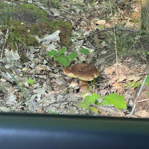 Summer Bolete