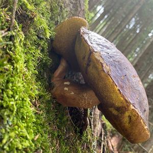 King Bolete