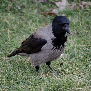 Hooded Crow