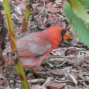 Unknown Species