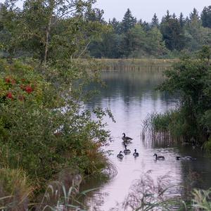 Canada Goose