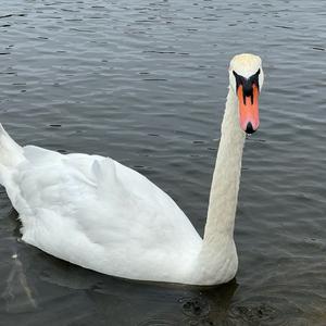Mute Swan
