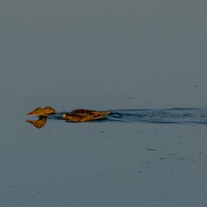 Mallard