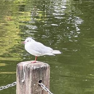 Unknown Species