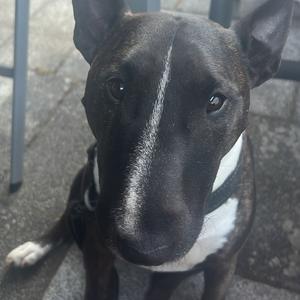 Miniature Bull Terrier