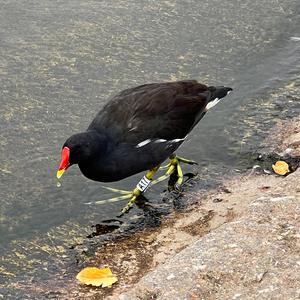 Common Moorhen