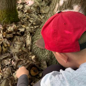 Summer Bolete