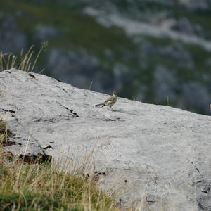 Water Pipit