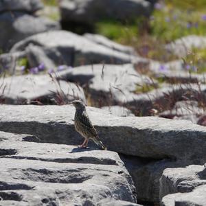 Alpine Accentor