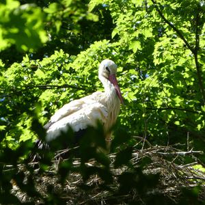 White Stork