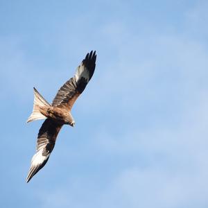 Red Kite