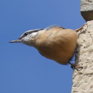 Wood Nuthatch