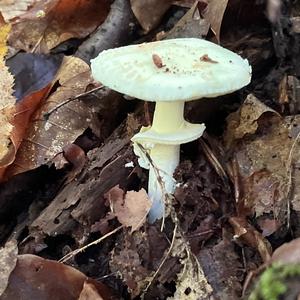 Gelber Knollenblätterpilz