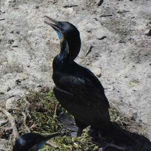 Unknown Species