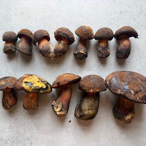 Dotted-stem Bolete