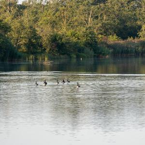 Canada Goose