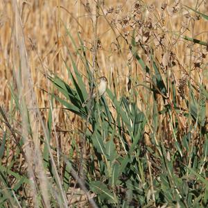 Zitting Cisticola