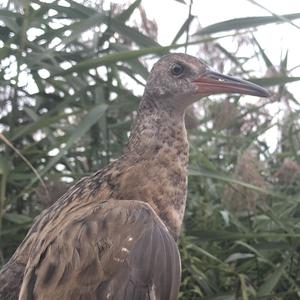 Water Rail