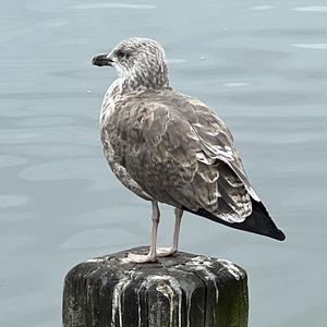 Unknown Species