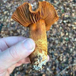 Foxy-orange Web Cap