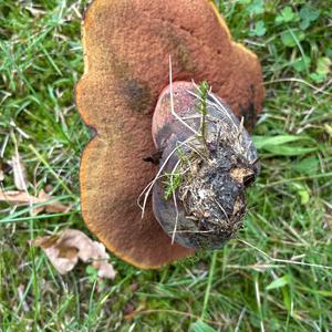 Dotted-stem Bolete